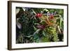 Bromeliad Plant-Dr. Keith Wheeler-Framed Premium Photographic Print