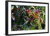 Bromeliad Plant-Dr. Keith Wheeler-Framed Premium Photographic Print