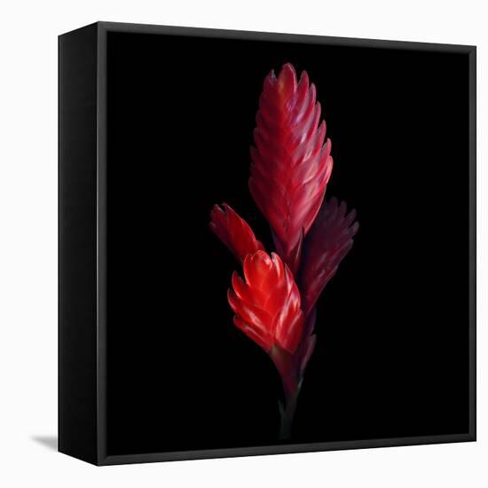 Bromeliad-Magda Indigo-Framed Stretched Canvas