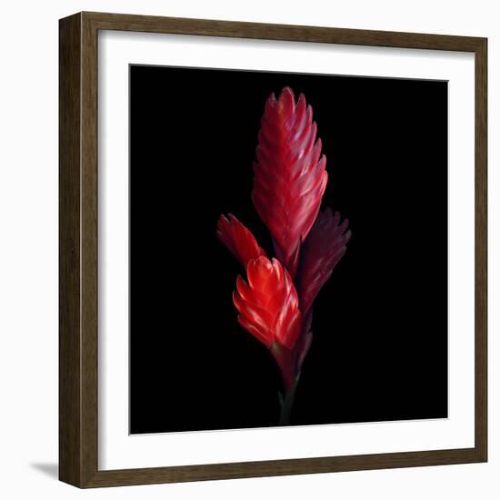 Bromeliad-Magda Indigo-Framed Photographic Print