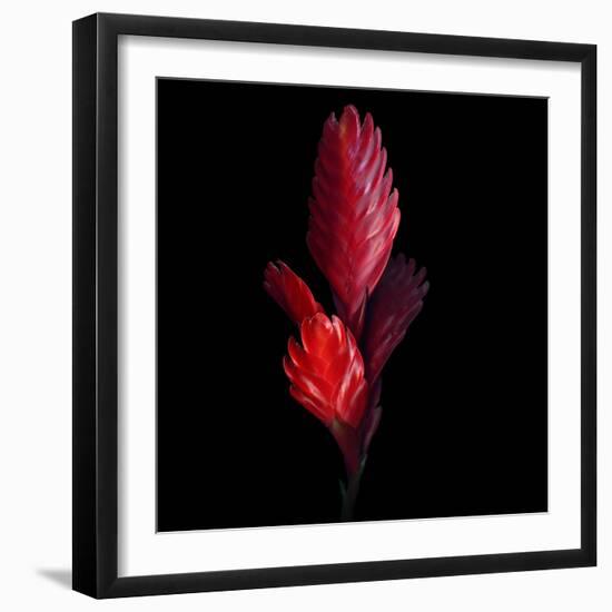 Bromeliad-Magda Indigo-Framed Photographic Print