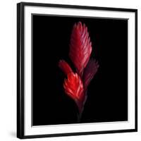 Bromeliad-Magda Indigo-Framed Photographic Print