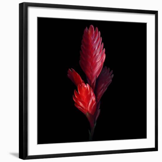 Bromeliad-Magda Indigo-Framed Photographic Print