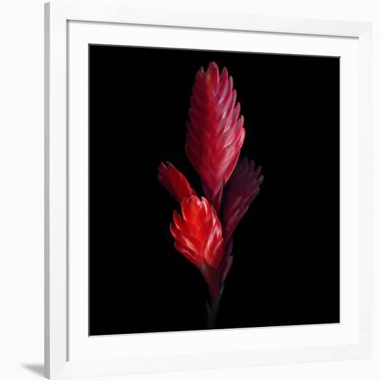 Bromeliad-Magda Indigo-Framed Photographic Print