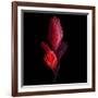 Bromeliad-Magda Indigo-Framed Photographic Print