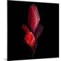 Bromeliad-Magda Indigo-Mounted Photographic Print