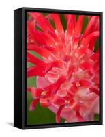 Bromeliads Flower, Manu National Park, Peru-Gavriel Jecan-Framed Stretched Canvas