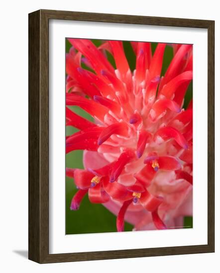 Bromeliads Flower, Manu National Park, Peru-Gavriel Jecan-Framed Photographic Print