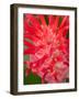 Bromeliads Flower, Manu National Park, Peru-Gavriel Jecan-Framed Photographic Print
