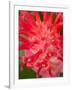 Bromeliads Flower, Manu National Park, Peru-Gavriel Jecan-Framed Photographic Print