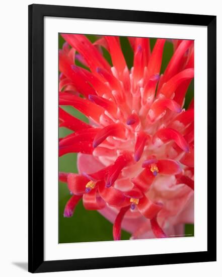 Bromeliads Flower, Manu National Park, Peru-Gavriel Jecan-Framed Photographic Print