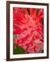 Bromeliads Flower, Manu National Park, Peru-Gavriel Jecan-Framed Photographic Print