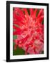 Bromeliads Flower, Manu National Park, Peru-Gavriel Jecan-Framed Photographic Print