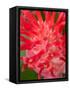 Bromeliads Flower, Manu National Park, Peru-Gavriel Jecan-Framed Stretched Canvas