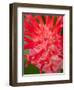 Bromeliads Flower, Manu National Park, Peru-Gavriel Jecan-Framed Photographic Print