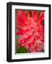 Bromeliads Flower, Manu National Park, Peru-Gavriel Jecan-Framed Photographic Print