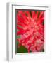 Bromeliads Flower, Manu National Park, Peru-Gavriel Jecan-Framed Photographic Print