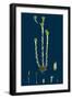 Bromus Madritensis; Upright Annual Brome-Grass-null-Framed Giclee Print