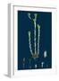 Bromus Madritensis; Upright Annual Brome-Grass-null-Framed Giclee Print