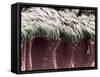 Bronchial Cilia, SEM-Steve Gschmeissner-Framed Stretched Canvas