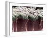 Bronchial Cilia, SEM-Steve Gschmeissner-Framed Photographic Print