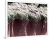 Bronchial Cilia, SEM-Steve Gschmeissner-Framed Photographic Print