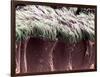 Bronchial Cilia, SEM-Steve Gschmeissner-Framed Photographic Print