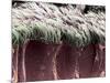 Bronchial Cilia, SEM-Steve Gschmeissner-Mounted Photographic Print