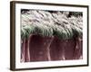 Bronchial Cilia, SEM-Steve Gschmeissner-Framed Photographic Print