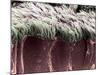 Bronchial Cilia, SEM-Steve Gschmeissner-Mounted Photographic Print