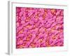 Bronchus of a Rat-Micro Discovery-Framed Photographic Print