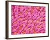 Bronchus of a Rat-Micro Discovery-Framed Photographic Print