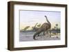 Brontosaurus Attacked by Allosaurus-Wilhelm Kuhnert-Framed Photographic Print