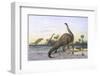 Brontosaurus Attacked by Allosaurus-Wilhelm Kuhnert-Framed Photographic Print