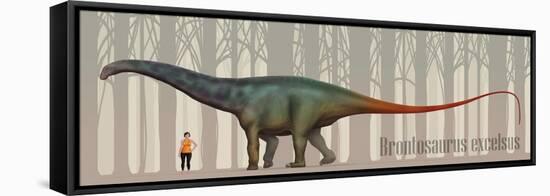 Brontosaurus Excelsus Size Compatison to an Adult Woman-Stocktrek Images-Framed Stretched Canvas