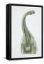 Brontosaurus, Jurassic Period-null-Framed Stretched Canvas