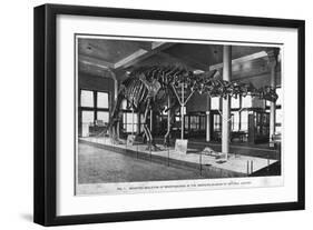 Brontosaurus Skeleton, American Museum of Natural History, New York, USA, Early 20th Century-null-Framed Giclee Print