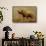 Brontotherium, a Family of Extinct Mammals-null-Framed Stretched Canvas displayed on a wall