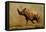 Brontotherium, a Family of Extinct Mammals-null-Framed Stretched Canvas