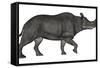 Brontotherium Isolated on White Background-Stocktrek Images-Framed Stretched Canvas