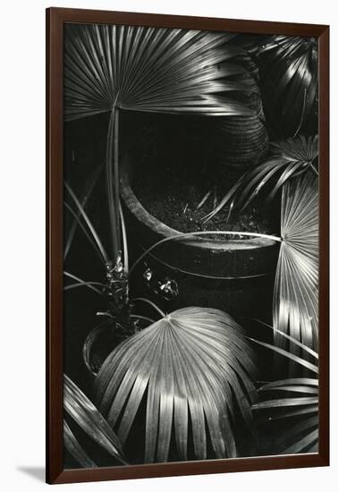 Bronx Botanical Garden, Bronx, New York, 1943-Brett Weston-Framed Photographic Print