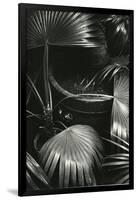 Bronx Botanical Garden, Bronx, New York, 1943-Brett Weston-Framed Photographic Print