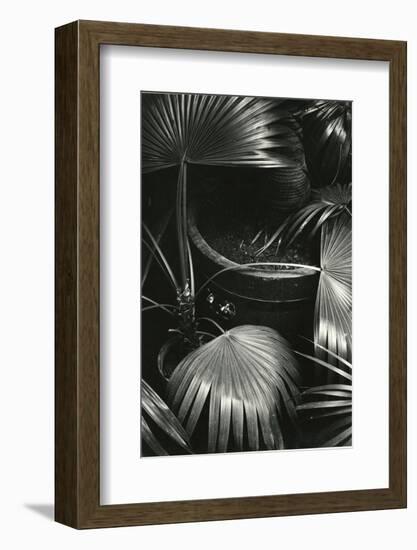 Bronx Botanical Garden, Bronx, New York, 1943-Brett Weston-Framed Photographic Print