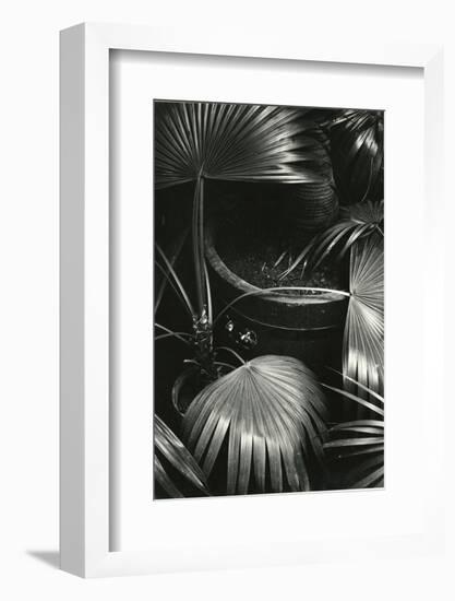 Bronx Botanical Garden, Bronx, New York, 1943-Brett Weston-Framed Photographic Print