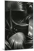 Bronx Botanical Garden, Bronx, New York, 1943-Brett Weston-Mounted Premium Photographic Print