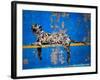 Bronx Zoo-Banksy-Framed Premium Giclee Print