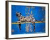 Bronx Zoo-Banksy-Framed Giclee Print