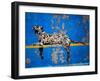 Bronx Zoo-Banksy-Framed Premium Giclee Print