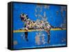 Bronx Zoo-Banksy-Framed Stretched Canvas