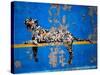 Bronx Zoo-Banksy-Stretched Canvas